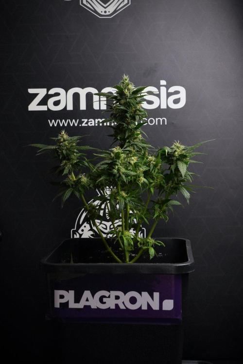 Pheno B Pink Rosay Auto By Zamnesia. Week 8 - Pheno B Pink Rosay Auto