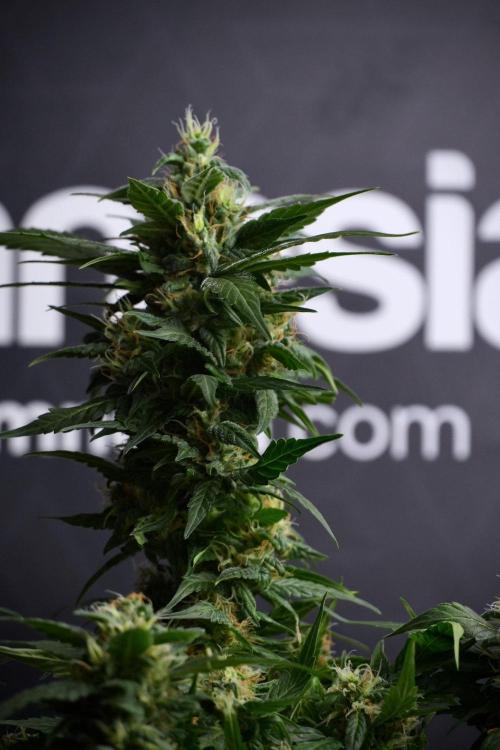 Pheno B Pink Rosay Auto By Zamnesia. Week 8 - Pheno B Pink Rosay Auto