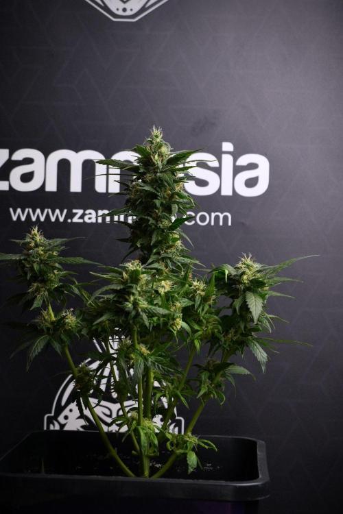 Pheno B Pink Rosay Auto By Zamnesia. Week 8 - Pheno B Pink Rosay Auto