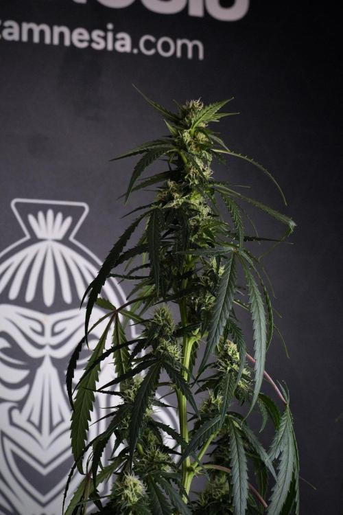Purple CousKush Auto By Zamnesia Pheno A. Week 8 - Purple CousKush Auto  Pheno A