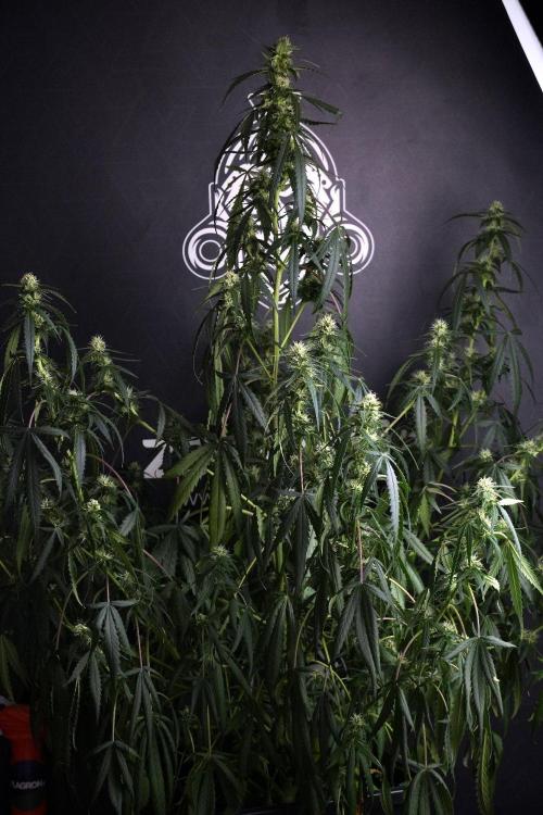 Purple CousKush Auto By Zamnesia Pheno A. Week 8 - Purple CousKush Auto  Pheno A