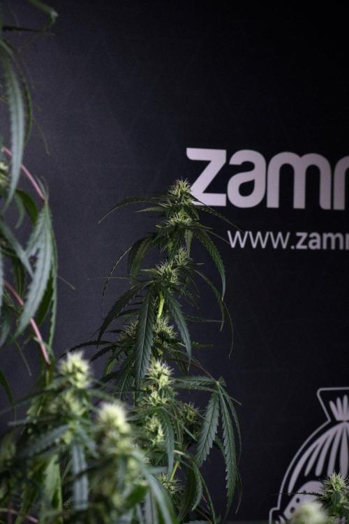 Purple CousKush Auto By Zamnesia Pheno A. Week 8 - Purple CousKush Auto  Pheno A