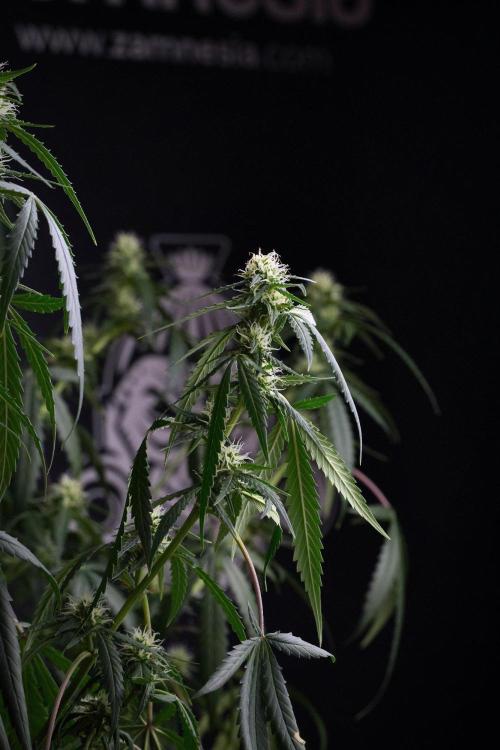 Purple CousKush Auto By Zamnesia Pheno A. Week 8 - Purple CousKush Auto  Pheno A