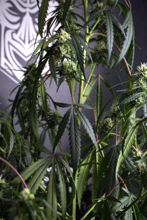 Purple CousKush Auto By Zamnesia Pheno A. Week 8 - Purple CousKush Auto  Pheno A