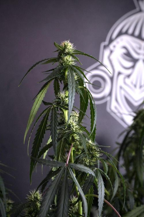 Purple CousKush Auto By Zamnesia Pheno A. Week 8 - Purple CousKush Auto  Pheno A