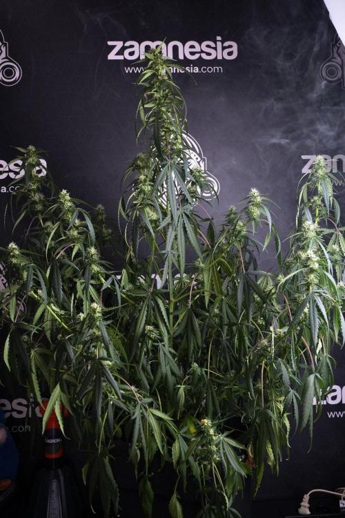 Purple CousKush Auto By Zamnesia Pheno A. Week 8 - Purple CousKush Auto  Pheno A
