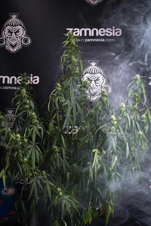 Purple CousKush Auto By Zamnesia Pheno A. Week 8 - Purple CousKush Auto  Pheno A
