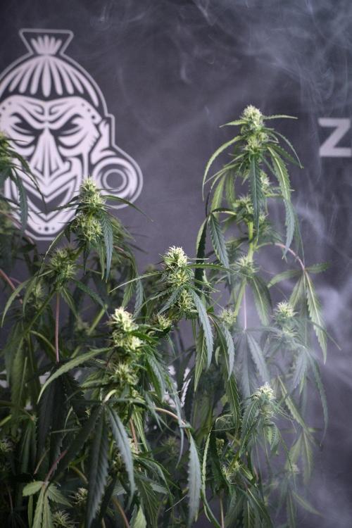 Purple CousKush Auto By Zamnesia Pheno A. Week 8 - Purple CousKush Auto  Pheno A