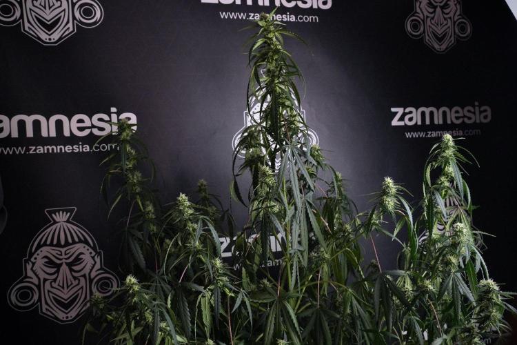 Purple CousKush Auto By Zamnesia Pheno A. Week 8 - Purple CousKush Auto  Pheno A