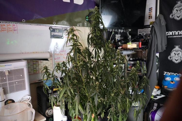 Purple CousKush Auto By Zamnesia Pheno A. Week 8 - Purple CousKush Auto  Pheno A