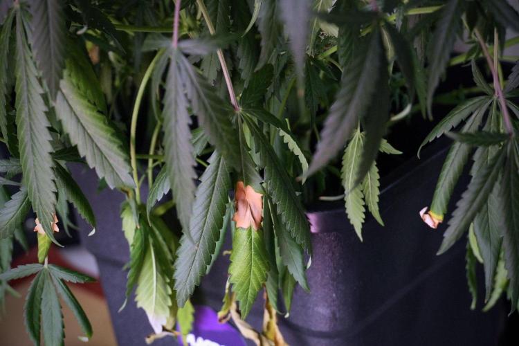 Purple CousKush Auto By Zamnesia Pheno A. Week 8 - Purple CousKush Auto  Pheno A
