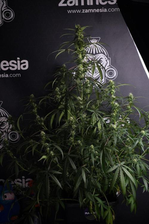 Purple CousKush Auto By Zamnesia Pheno A. Week 8 - Purple CousKush Auto  Pheno A