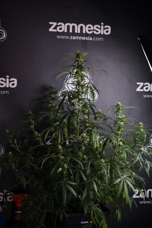 Purple CousKush Auto By Zamnesia Pheno A. Week 8 - Purple CousKush Auto  Pheno A