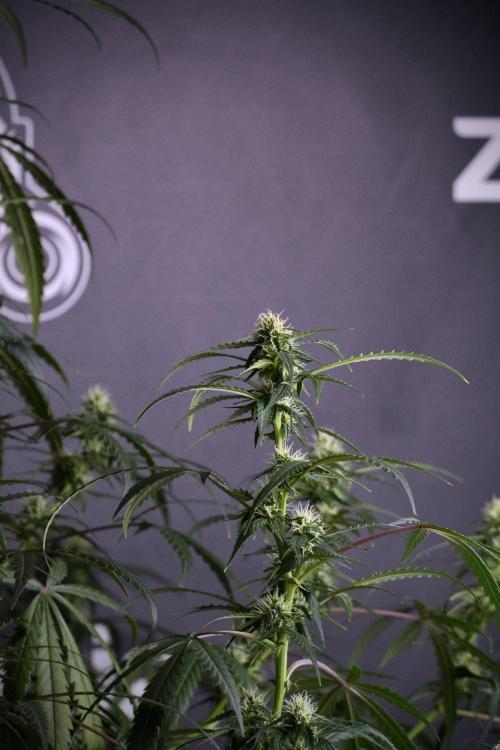 Purple CousKush Auto By Zamnesia Pheno A. Week 8 - Purple CousKush Auto  Pheno A