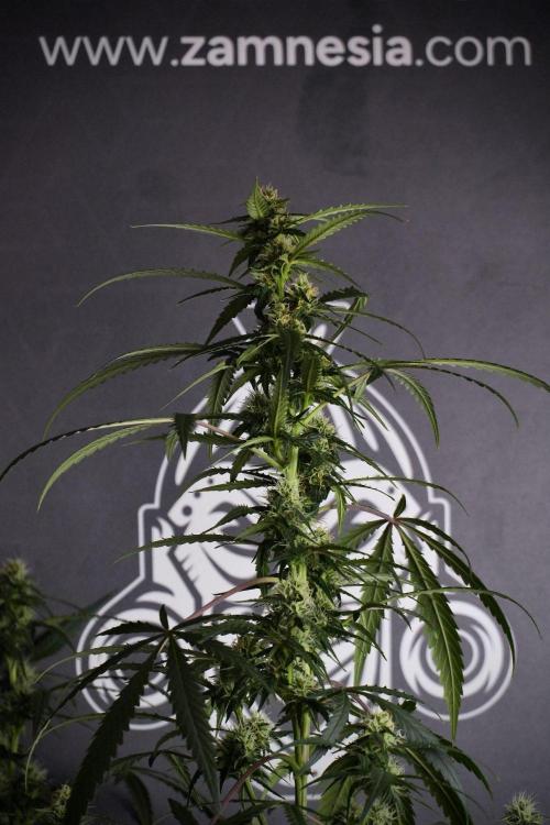 Purple CousKush Auto By Zamnesia Pheno A. Week 8 - Purple CousKush Auto  Pheno A