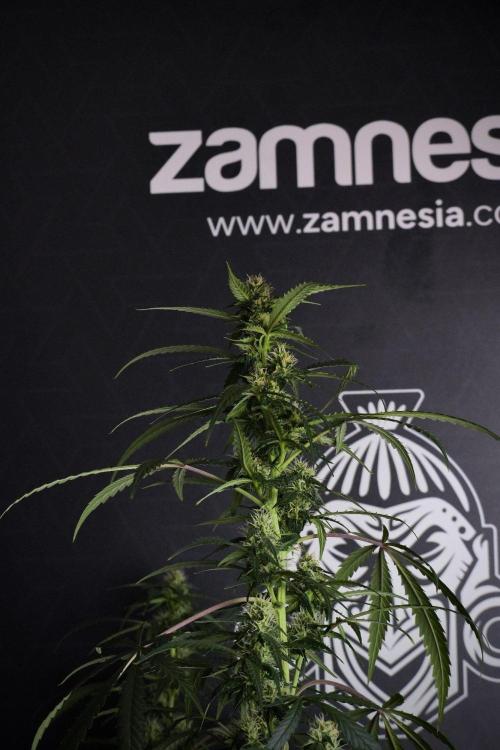 Purple CousKush Auto By Zamnesia Pheno A. Week 8 - Purple CousKush Auto  Pheno A