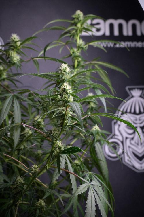 Purple CousKush Auto By Zamnesia Pheno A. Week 8 - Purple CousKush Auto  Pheno A