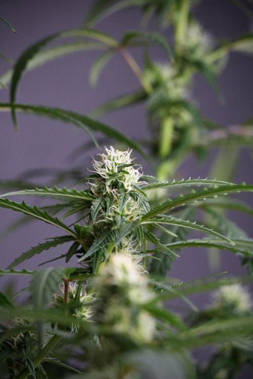 Purple CousKush Auto By Zamnesia Pheno A. Week 8 - Purple CousKush Auto  Pheno A