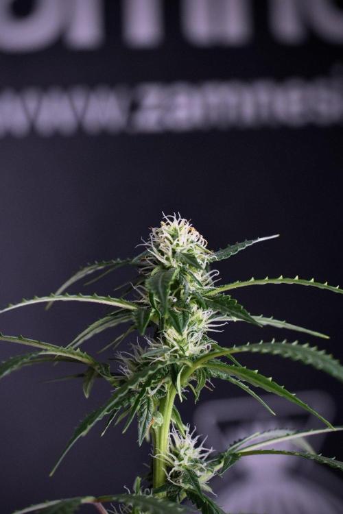 Purple CousKush Auto By Zamnesia Pheno A. Week 8 - Purple CousKush Auto  Pheno A