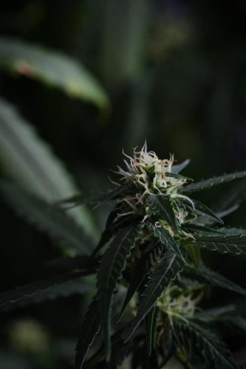 Purple CousKush Auto By Zamnesia Pheno A. Week 8 - Purple CousKush Auto  Pheno A
