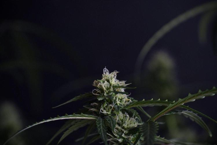 Purple CousKush Auto By Zamnesia Pheno A. Week 8 - Purple CousKush Auto  Pheno A