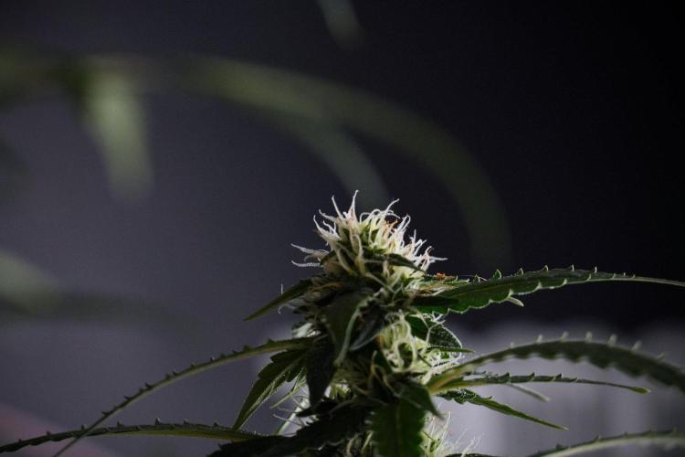 Purple CousKush Auto By Zamnesia Pheno A. Week 8 - Purple CousKush Auto  Pheno A