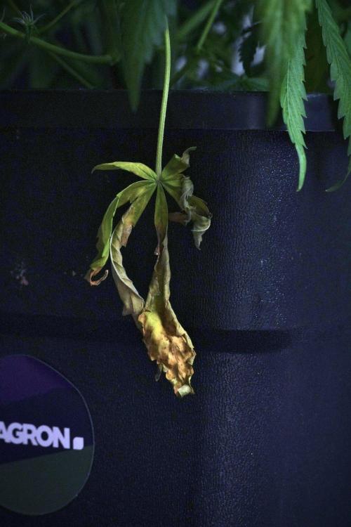 Purple CousKush Auto By Zamnesia Pheno A. Week 8 - Purple CousKush Auto  Pheno A