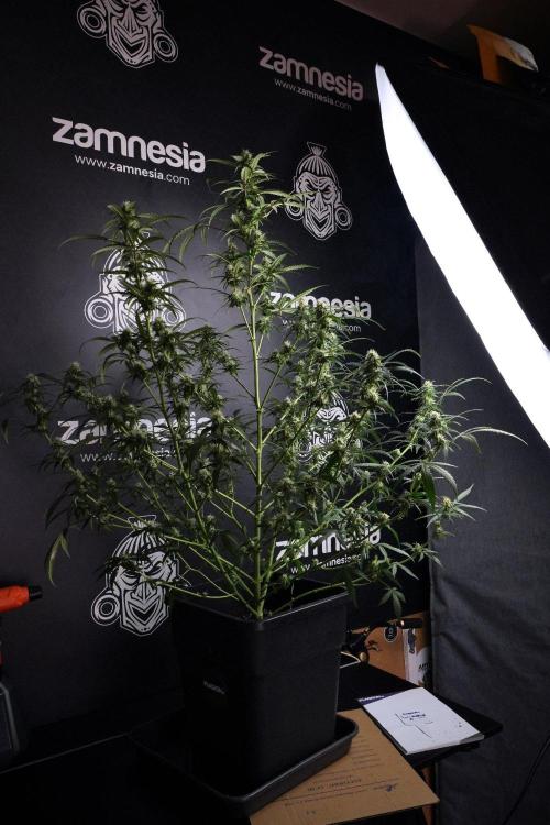 Purple CousKush Auto By Zamnesia Pheno A. Week 8 - Purple CousKush Auto  Pheno A