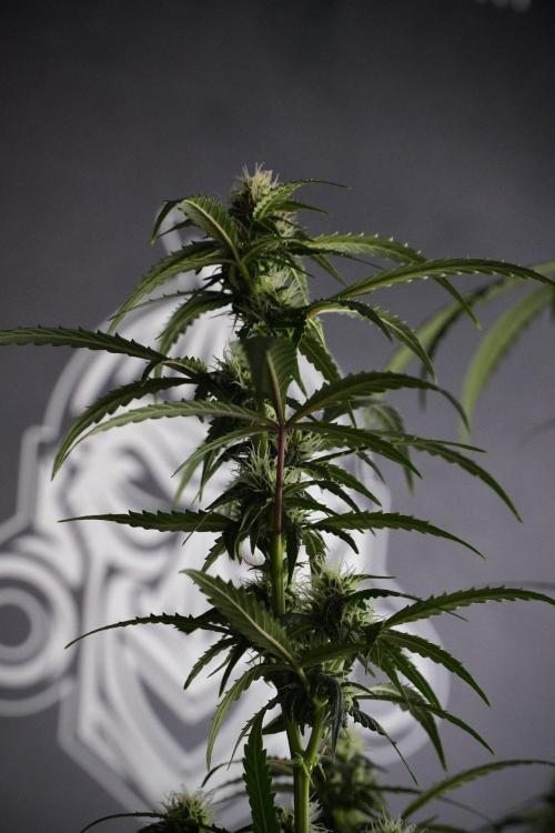Purple CousKush Auto By Zamnesia Pheno A. Week 8 - Purple CousKush Auto  Pheno A