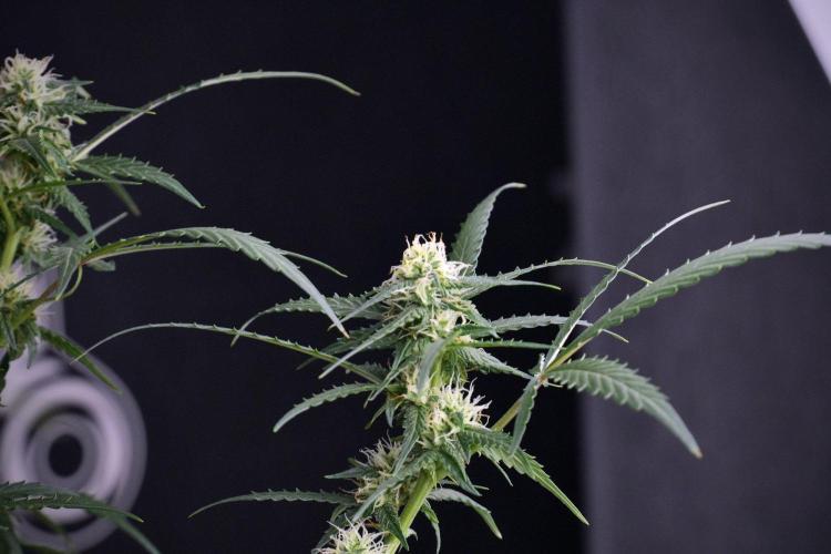 Purple CousKush Auto By Zamnesia Pheno A. Week 8 - Purple CousKush Auto  Pheno A