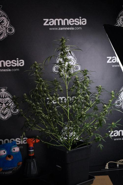 Purple CousKush Auto By Zamnesia Pheno A. Week 8 - Purple CousKush Auto  Pheno A