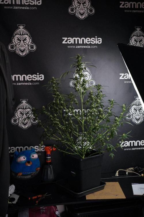 Purple CousKush Auto By Zamnesia Pheno A. Week 8 - Purple CousKush Auto  Pheno A
