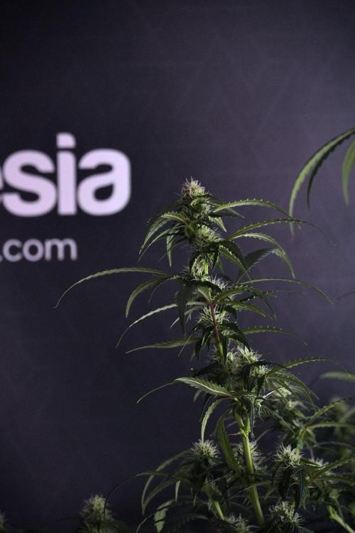 Purple CousKush Auto By Zamnesia Pheno A. Week 8 - Purple CousKush Auto  Pheno A