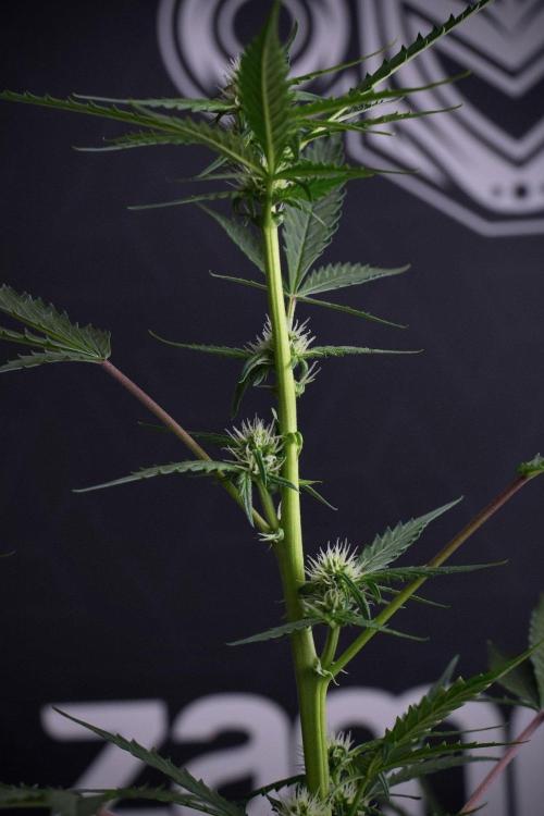 Pheno B Purple CousKush Auto By Zamnesia. Week 8 - Pheno B Purple CousKush Auto 