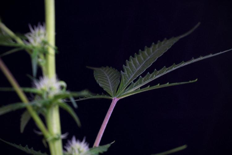 Pheno B Purple CousKush Auto By Zamnesia. Week 8 - Pheno B Purple CousKush Auto 