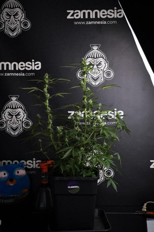 Pheno B Purple CousKush Auto By Zamnesia. Week 8 - Pheno B Purple CousKush Auto 