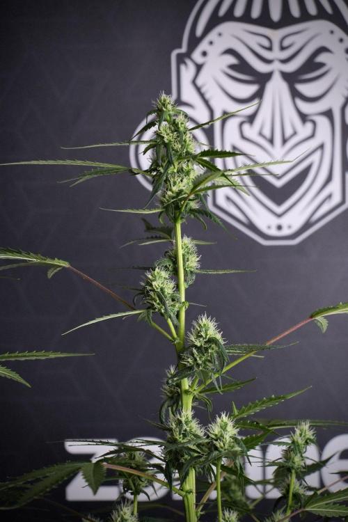 Pheno B Purple CousKush Auto By Zamnesia. Week 8 - Pheno B Purple CousKush Auto 