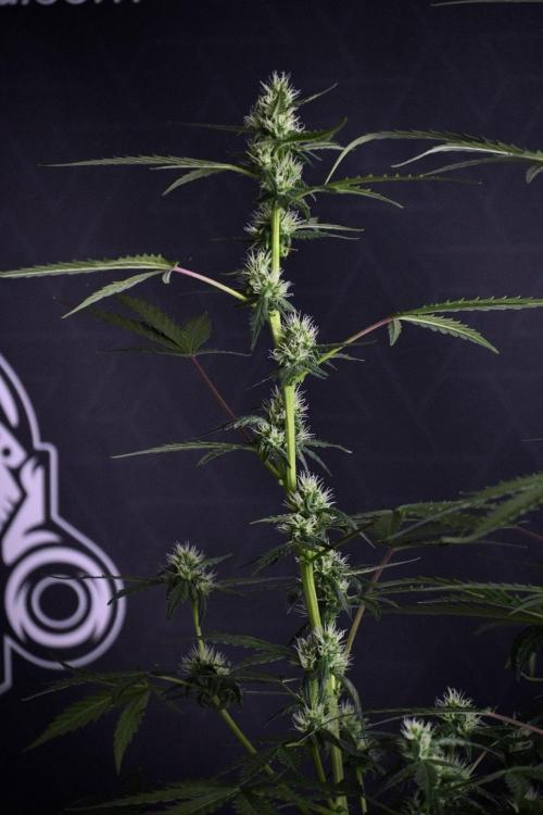Pheno B Purple CousKush Auto By Zamnesia. Week 8 - Pheno B Purple CousKush Auto 