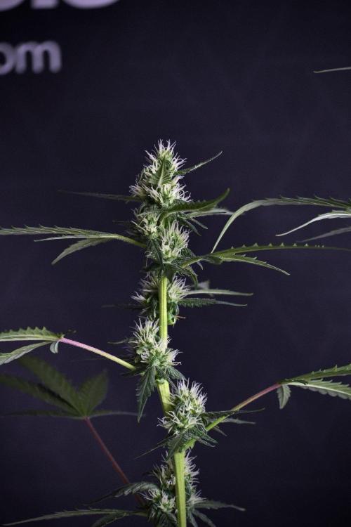 Pheno B Purple CousKush Auto By Zamnesia. Week 8 - Pheno B Purple CousKush Auto 