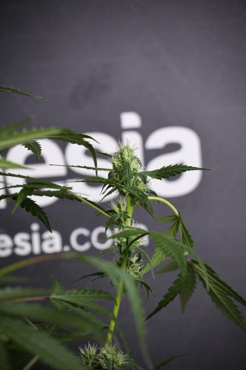 Pheno B Purple CousKush Auto By Zamnesia. Week 8 - Pheno B Purple CousKush Auto 