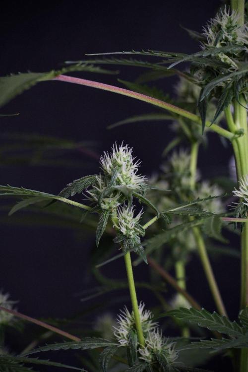Pheno B Purple CousKush Auto By Zamnesia. Week 8 - Pheno B Purple CousKush Auto 