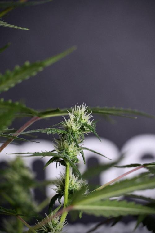 Pheno B Purple CousKush Auto By Zamnesia. Week 8 - Pheno B Purple CousKush Auto 