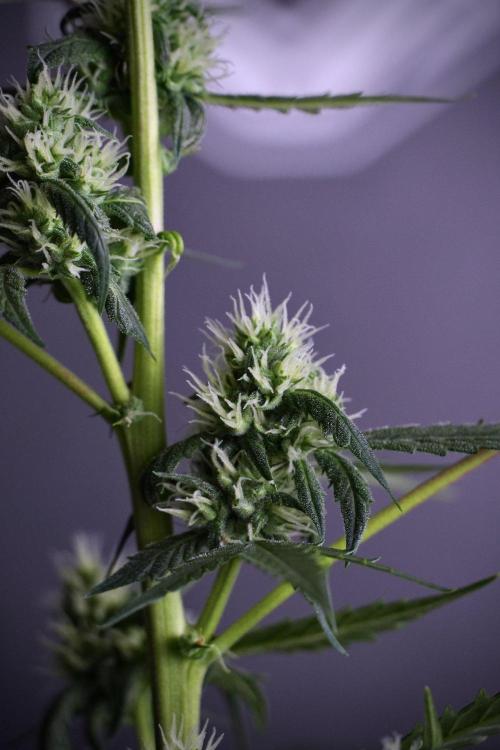 Pheno B Purple CousKush Auto By Zamnesia. Week 8 - Pheno B Purple CousKush Auto 