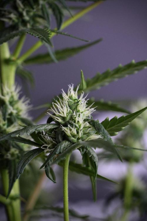 Pheno B Purple CousKush Auto By Zamnesia. Week 8 - Pheno B Purple CousKush Auto 
