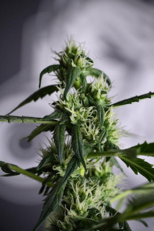 Pheno B Purple CousKush Auto By Zamnesia. Week 8 - Pheno B Purple CousKush Auto 