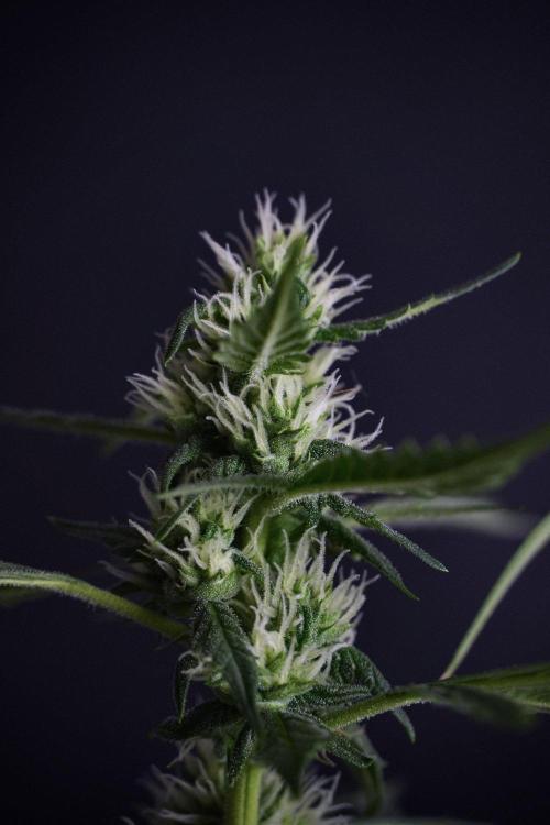 Pheno B Purple CousKush Auto By Zamnesia. Week 8 - Pheno B Purple CousKush Auto 