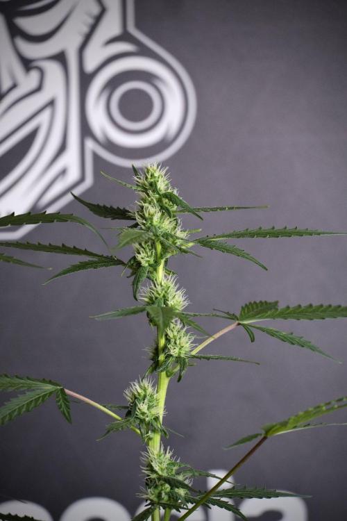Pheno B Purple CousKush Auto By Zamnesia. Week 8 - Pheno B Purple CousKush Auto 