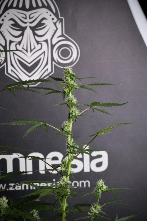 Pheno B Purple CousKush Auto By Zamnesia. Week 8 - Pheno B Purple CousKush Auto 