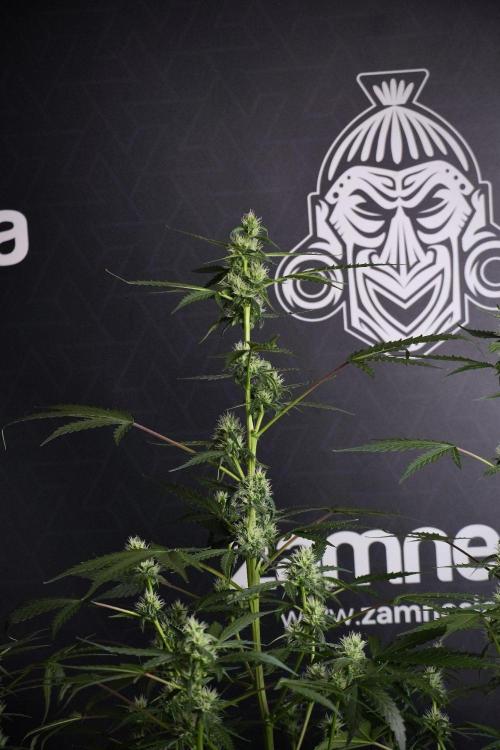 Pheno B Purple CousKush Auto By Zamnesia. Week 8 - Pheno B Purple CousKush Auto 