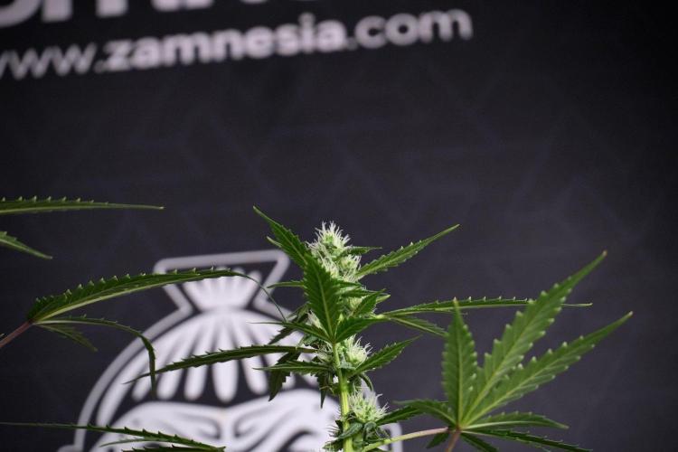 Pheno B Purple CousKush Auto By Zamnesia. Week 8 - Pheno B Purple CousKush Auto 